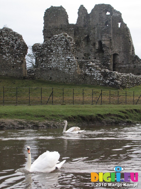 SX13177 Swans at Ogmore Castle